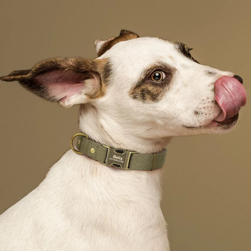 Custom Canvas Dog Collar with Brass Buckle – Personalised Engraving Available - DD PET