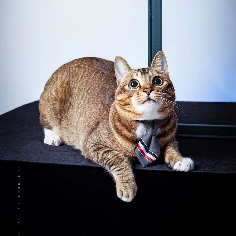 Formal Pet Necktie Collar – Adjustable & Stylish for Cats & Small Dogs - DD PET