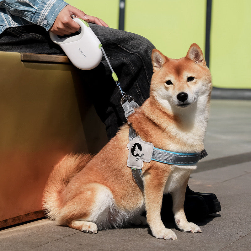 dog leash