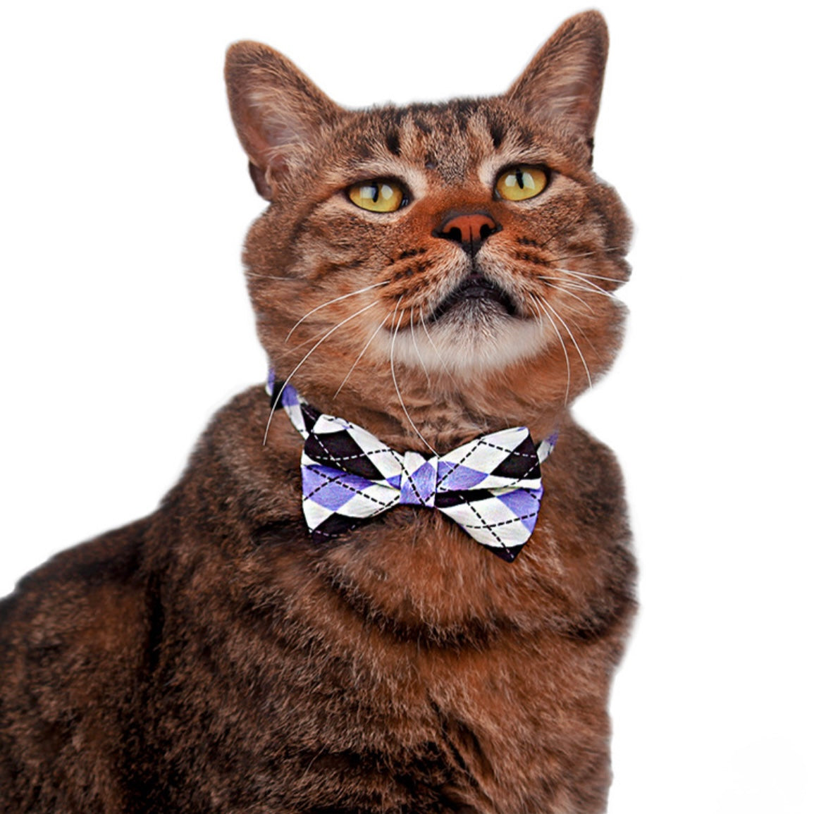 Plaid Bow Tie Cat Collar โ Adjustable Breakaway Collar for Stylish Pets