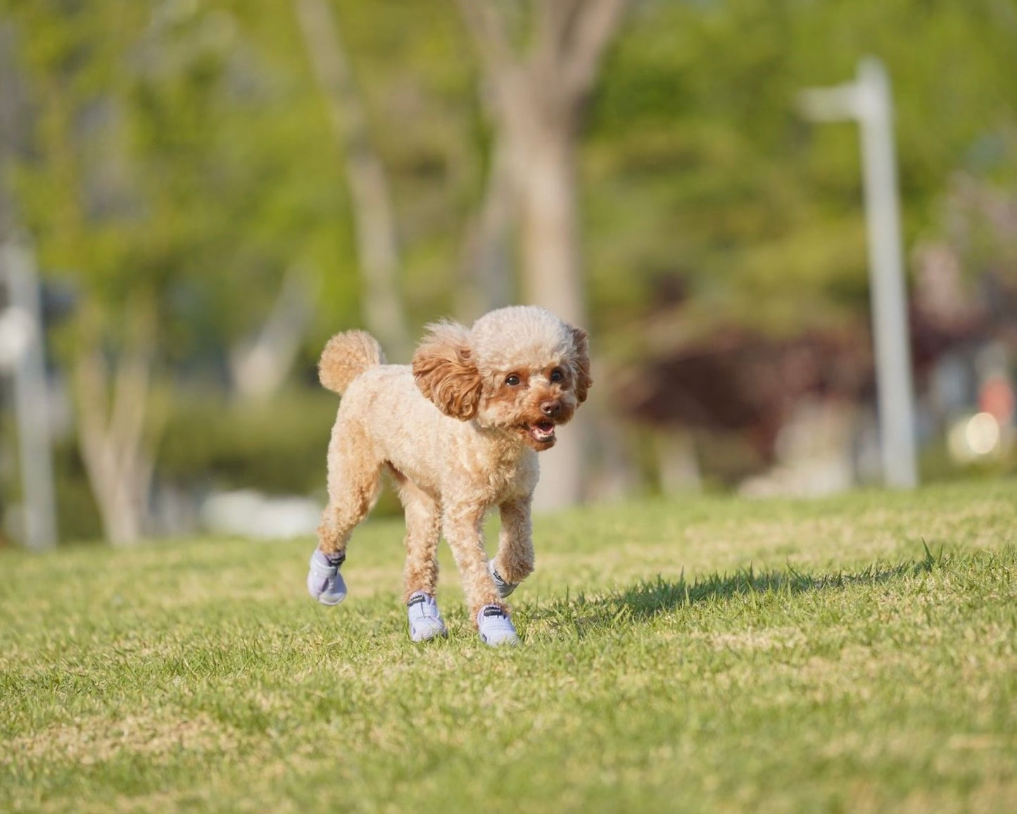 Breathable Soft Dog Shoes for Small Dogs – Lightweight, Stylish, Anti-Slip, Summer Paw Protection