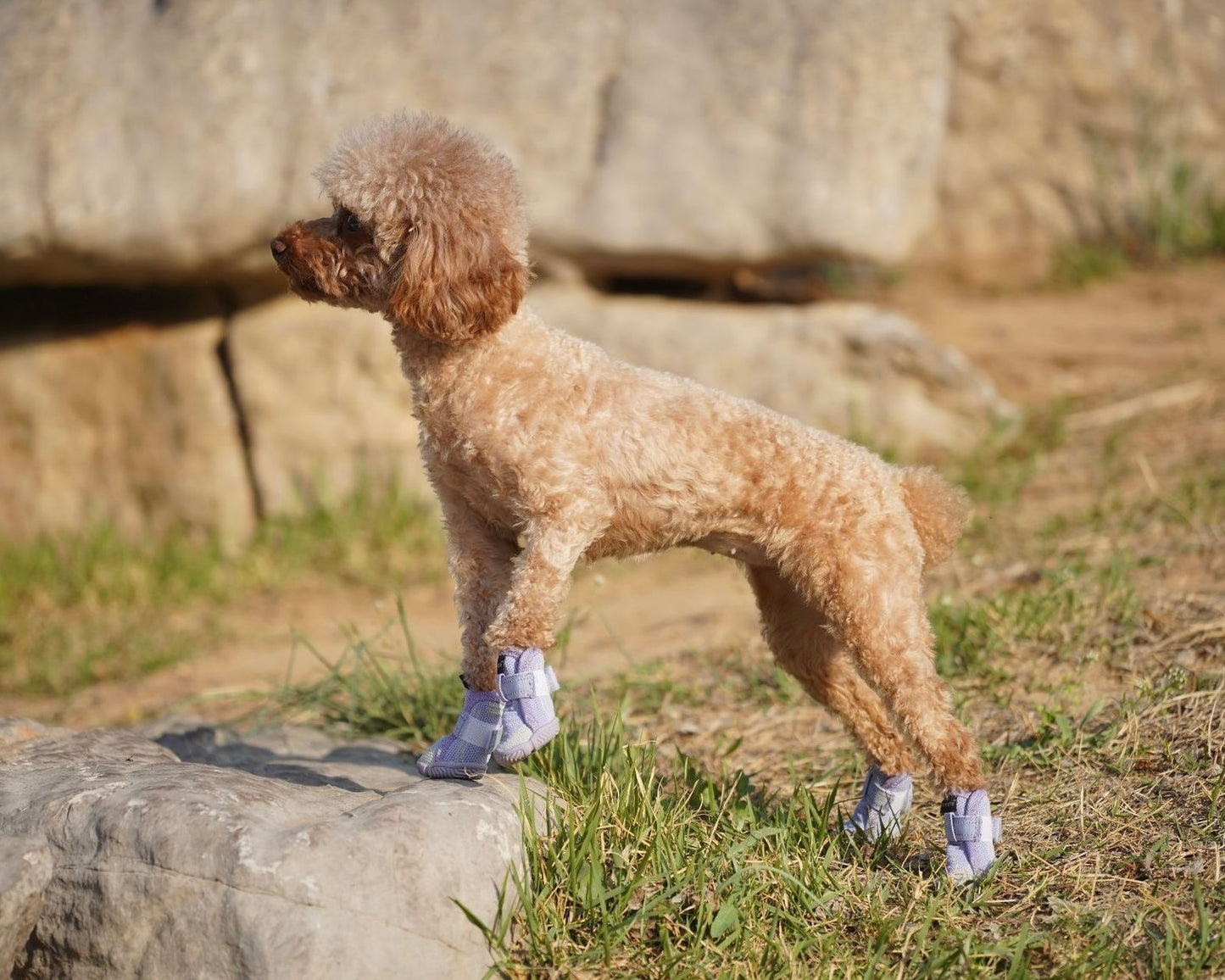 Breathable Soft Dog Shoes for Small Dogs – Lightweight, Stylish, Anti-Slip, Summer Paw Protection