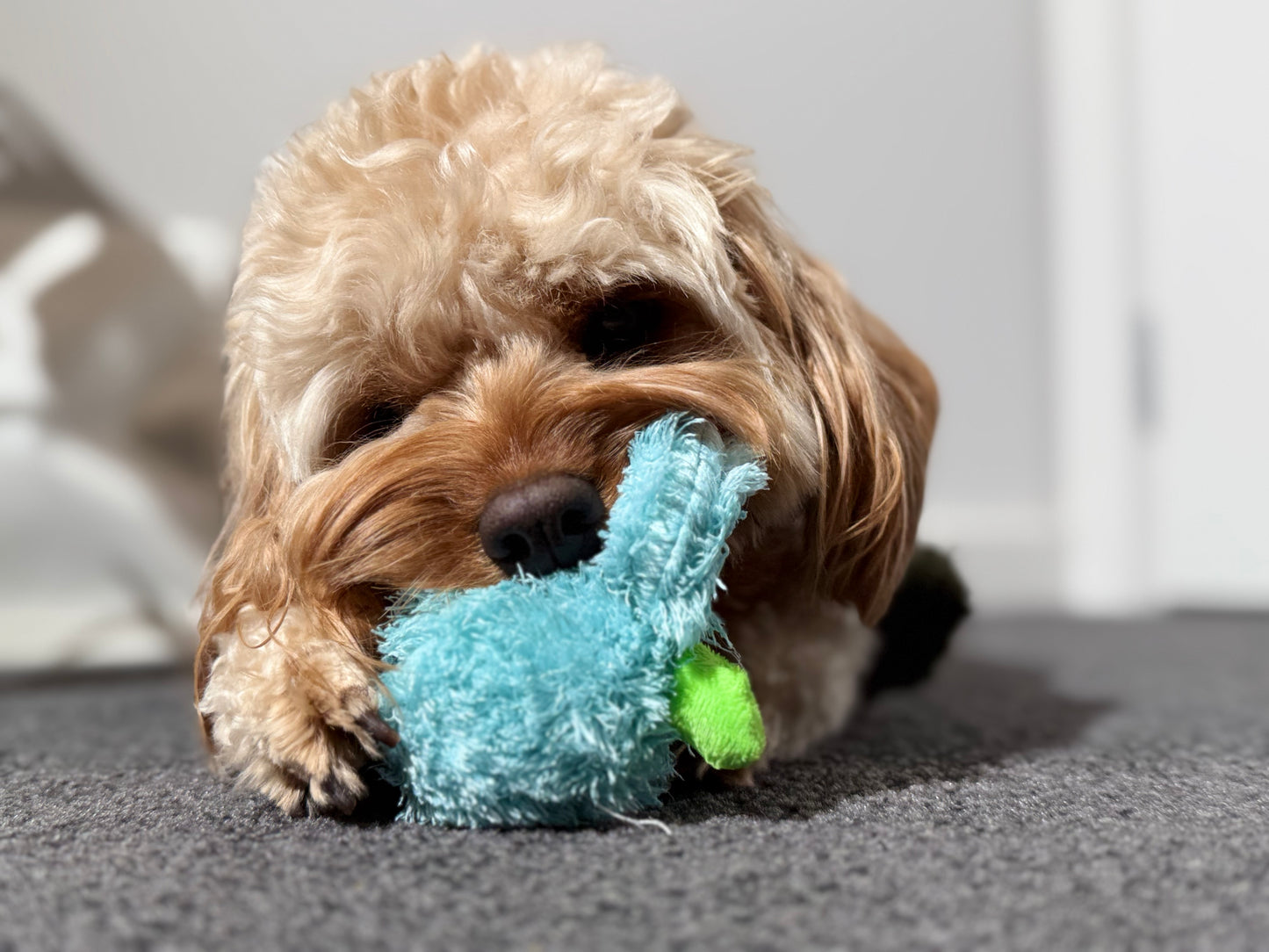 QMonster Squeaky Plush Dog Toy – Soft, Durable & Chew Ball