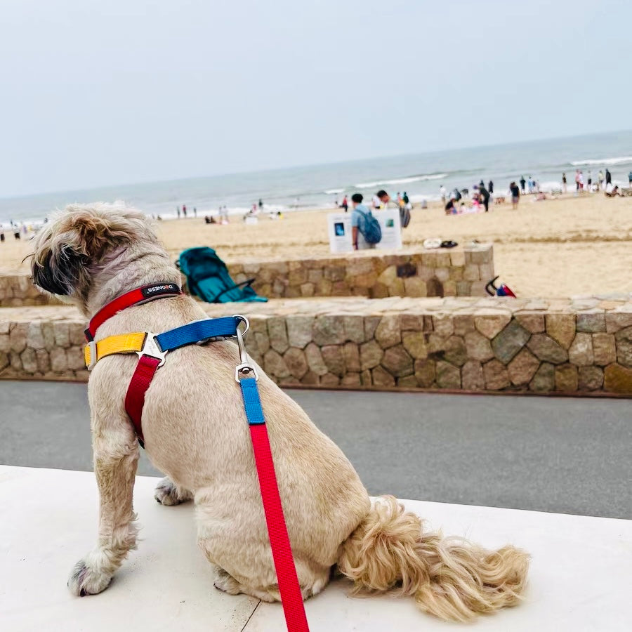 Breathable Y-Shaped Dog Harness & Leash Set β Colourful Design