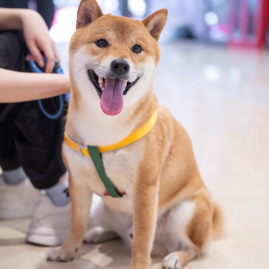 Breathable Y-Shaped Dog Harness & Leash Set – Colourful Design