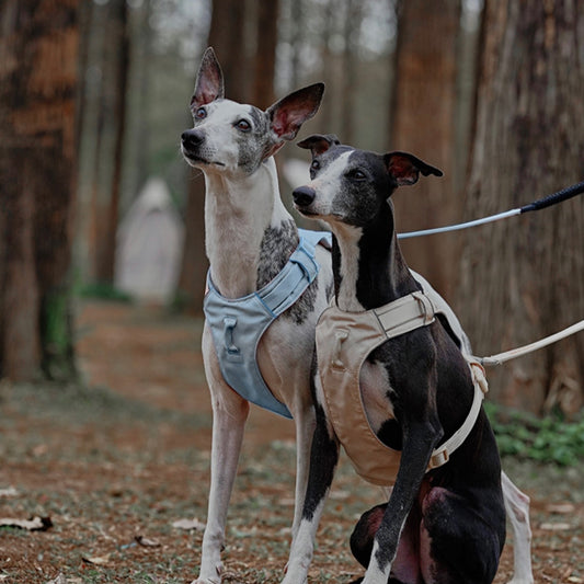 🐶 Zooland Lightweight Dog Harness & Leash Set