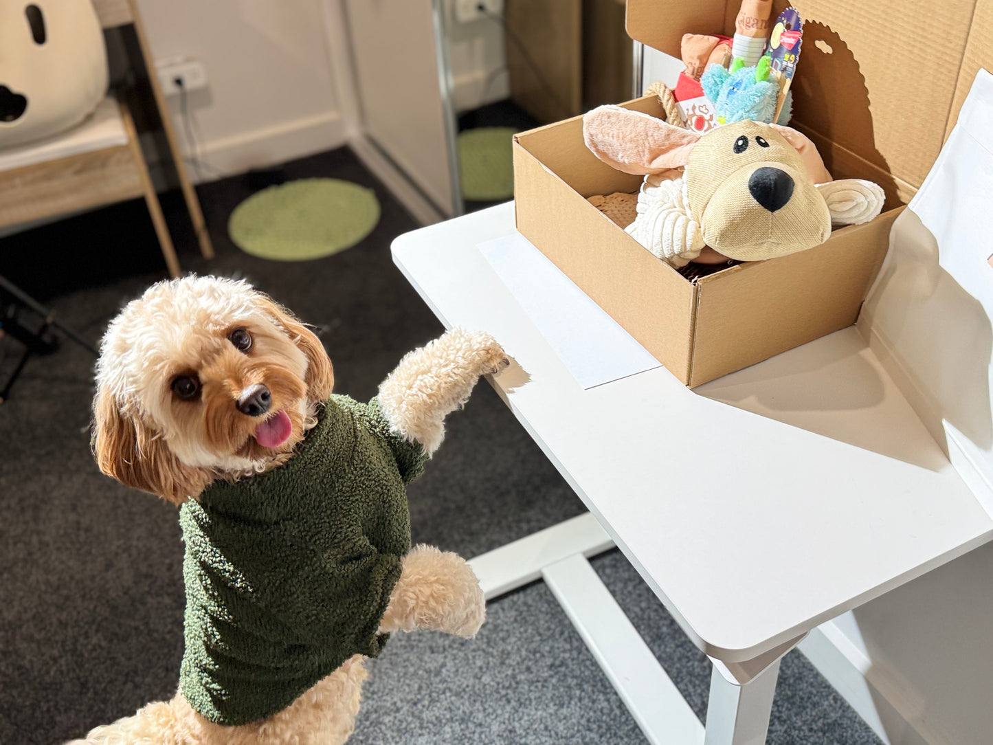 🎁 Monthly Subscription DD PET Surprise Box for dogs