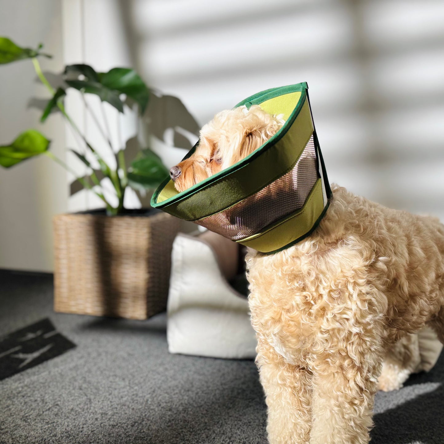 Lightweight Breathable Pet Recovery Cone β Soft Mesh Elizabeth Collar