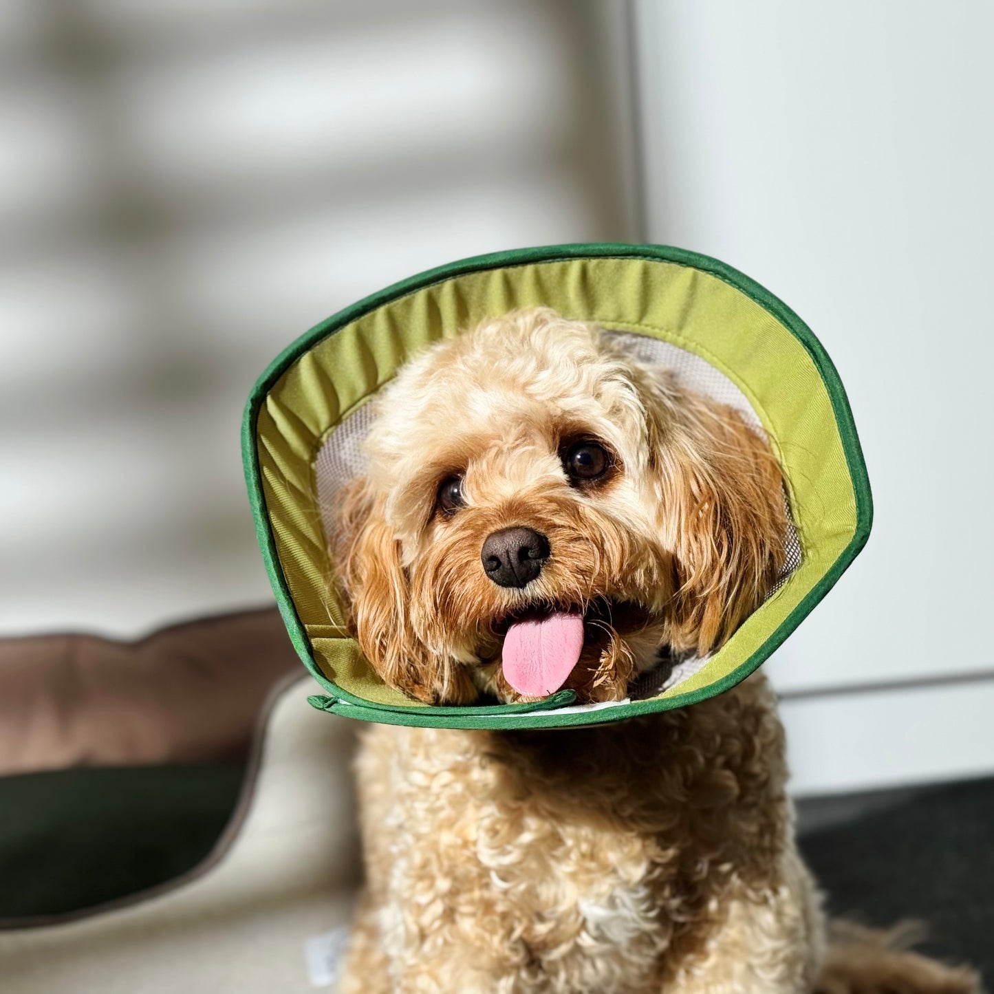 Lightweight Breathable Pet Recovery Cone β Soft Mesh Elizabeth Collar