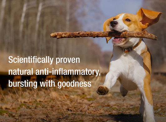 Rose-Hip Vital Canine – Natural Joint Supplement for Dogs | Hip & Mobility Support Powder 150g