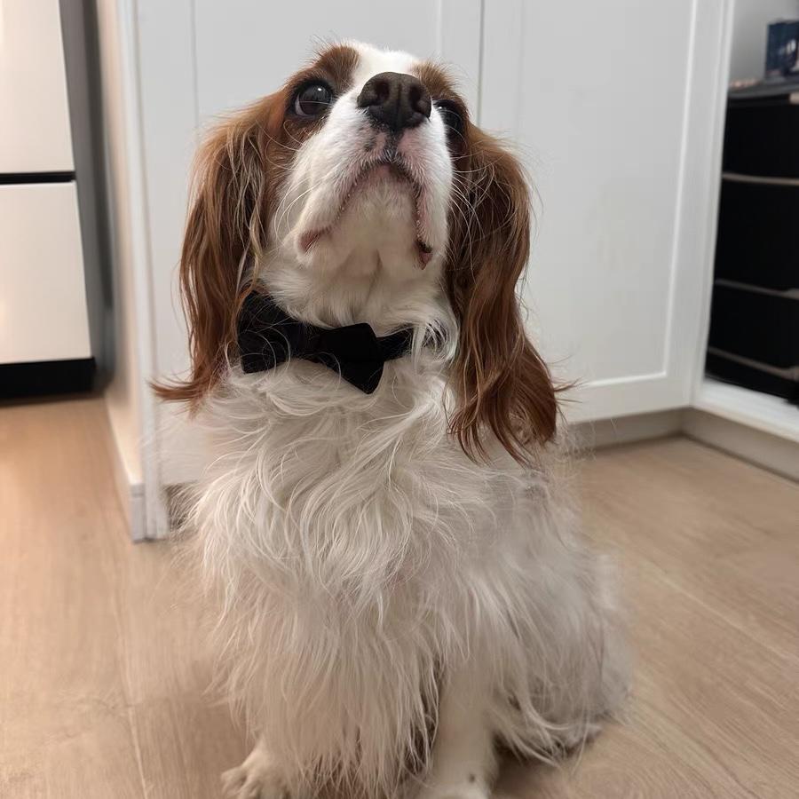 Luxury Bow Tie Dog Collar – Elegant & Adjustable - DD PET