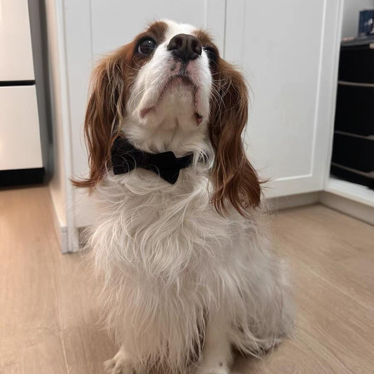 Luxury Bow Tie Dog Collar – Elegant & Adjustable - DD PET