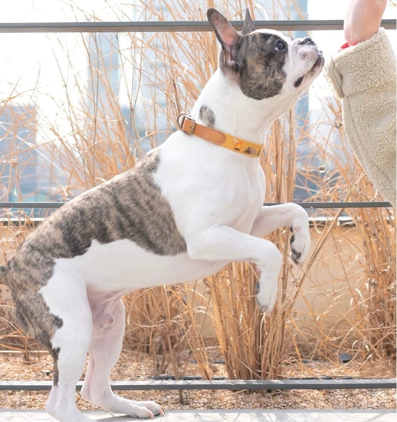 Premium Mosaic Embroidered Dog Collar & Leash Set – Durable, Stylish & Comfortable ✨ - DD PET