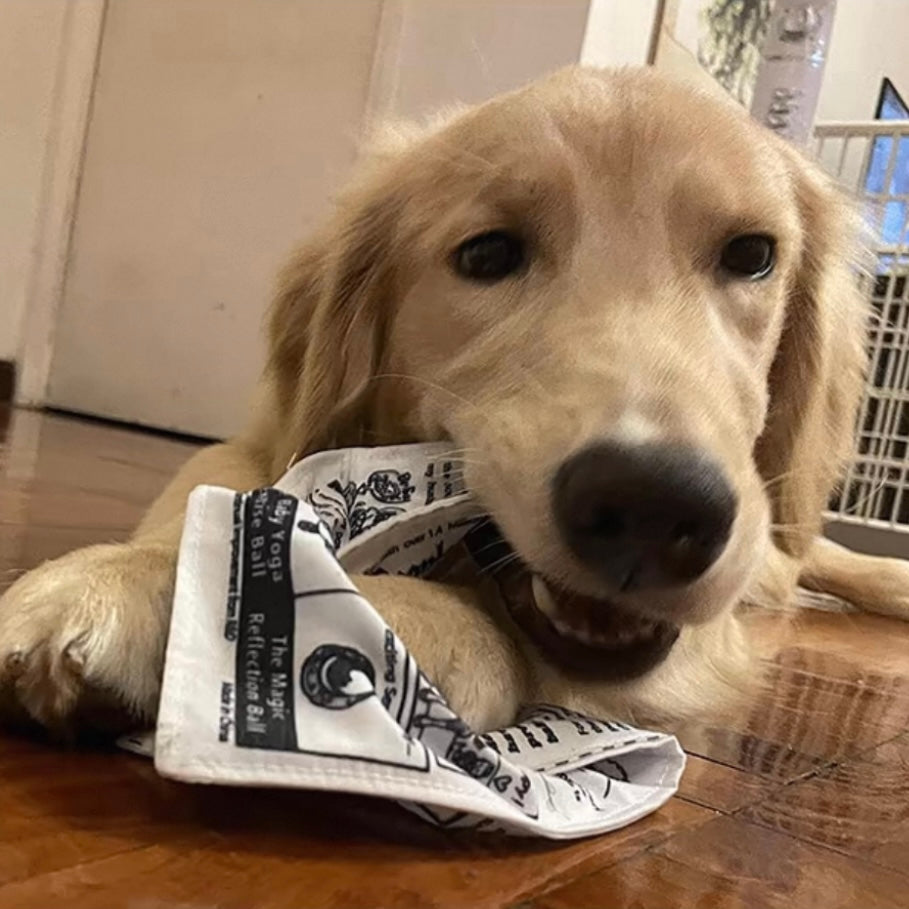 Paper Crinkle Dog Toy – Durable Squeaky Toy with Newspaper & Poker Card Design for Small to Medium Dogs - DD PET