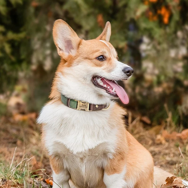 Personalised Engraved Dog Collar with Durable Buckle – Adjustable & Stylish for Small to Large Dogs - DD PET