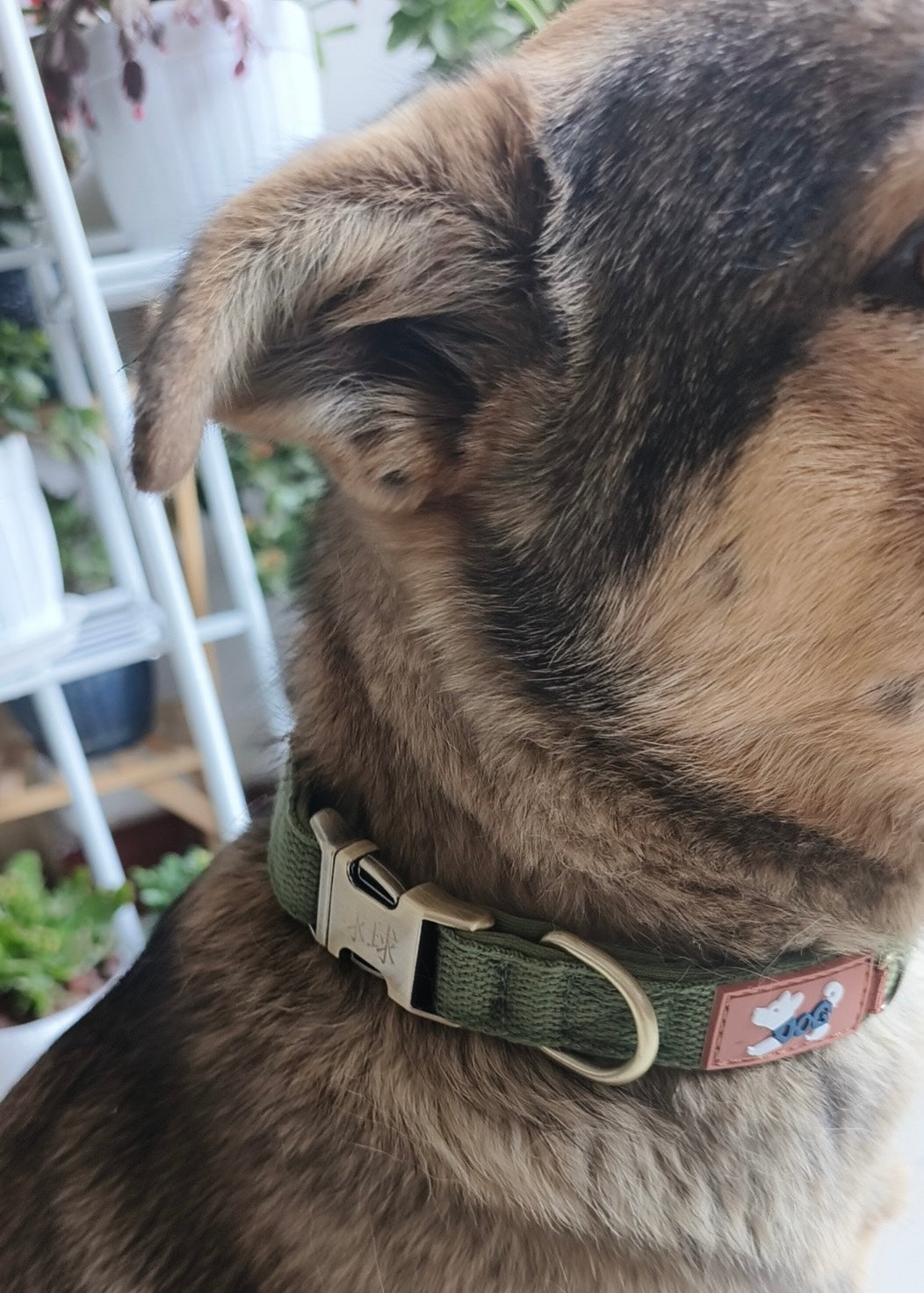 Personalised Engraveable Clip Dog Collar – Adjustable & Quick-Release - DD PET