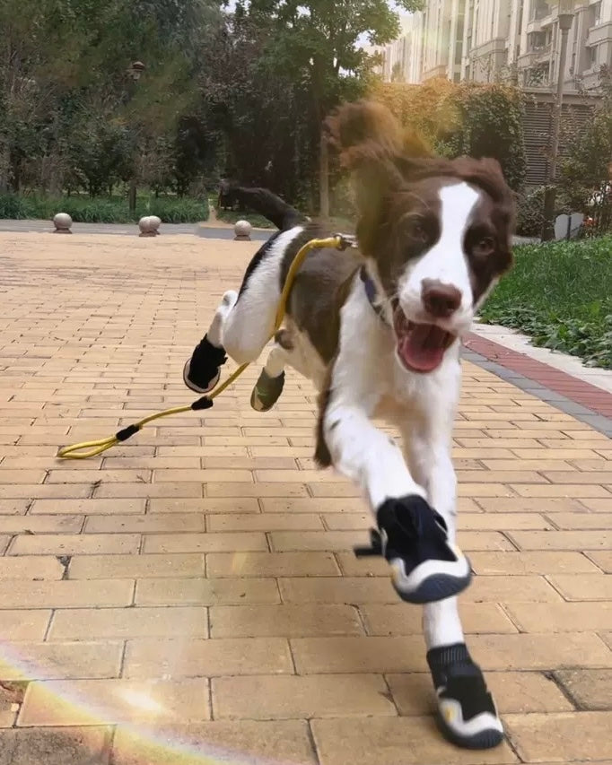 High-Quality Waterproof Dog Boots for Outdoor Adventures – Easy On, Anti-Slip Shoe