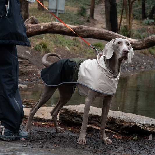 Waterproof Dog Raincoat with Reflective Strips and Adjustable Hood – Breathable Mesh Lining