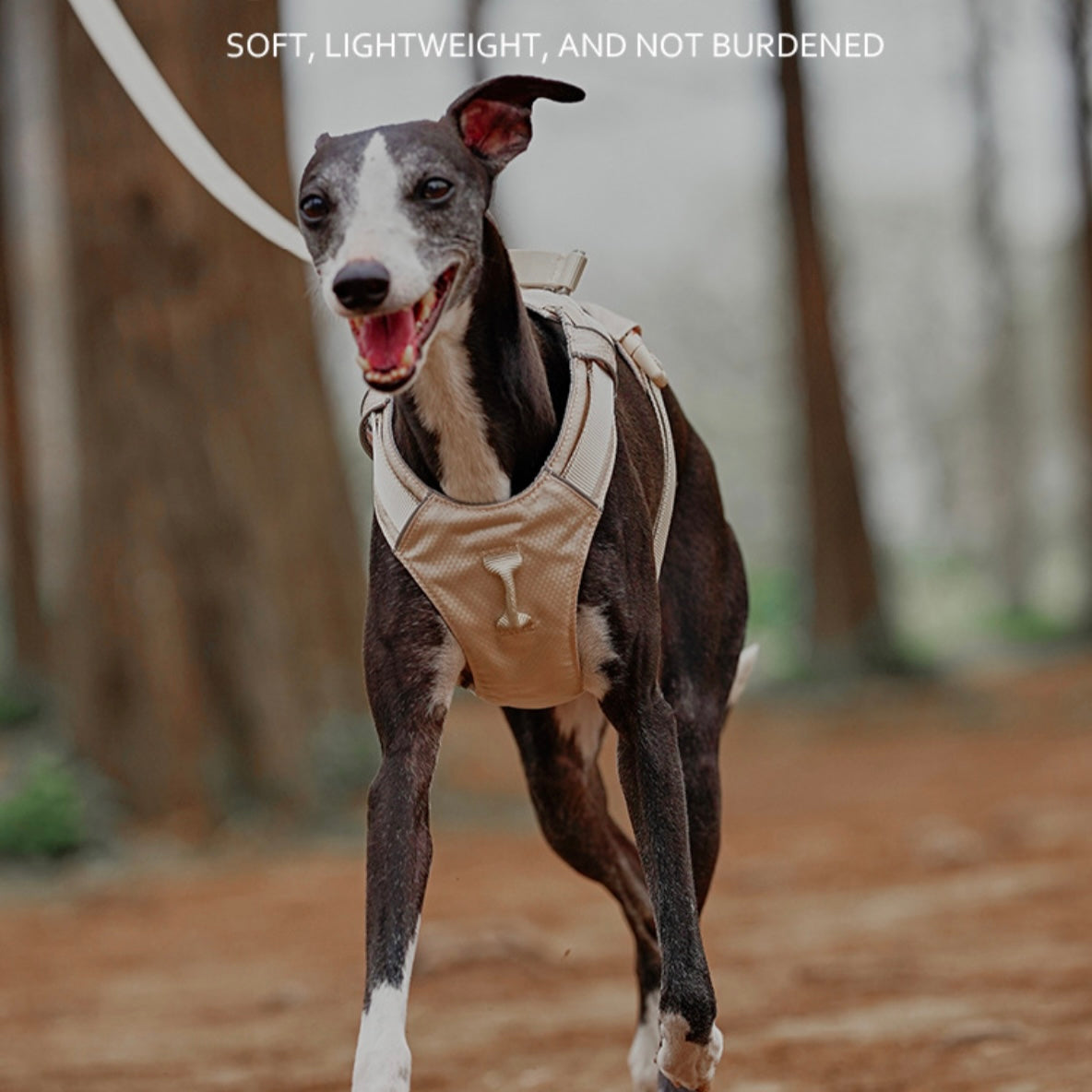 🐶 Zooland Lightweight Dog Harness & Leash Set