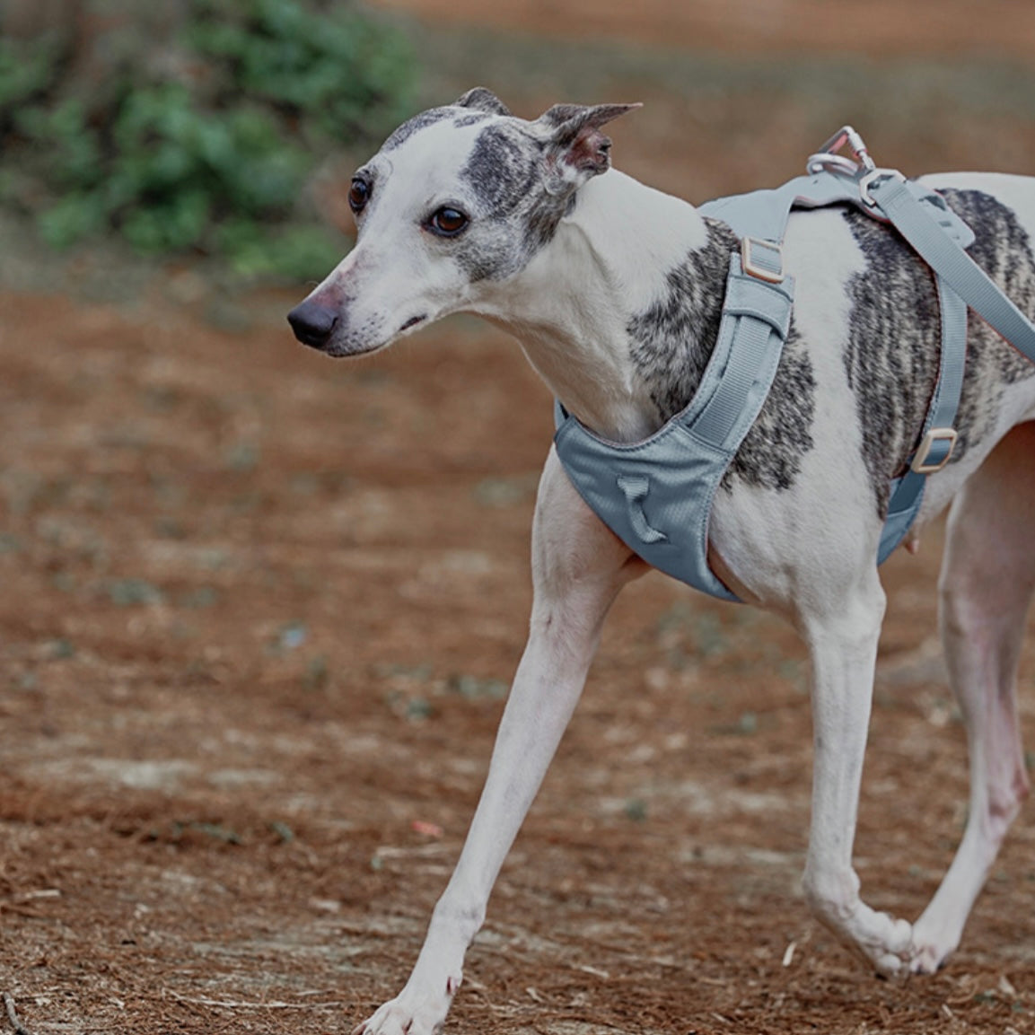 🐶 Zooland Lightweight Dog Harness & Leash Set