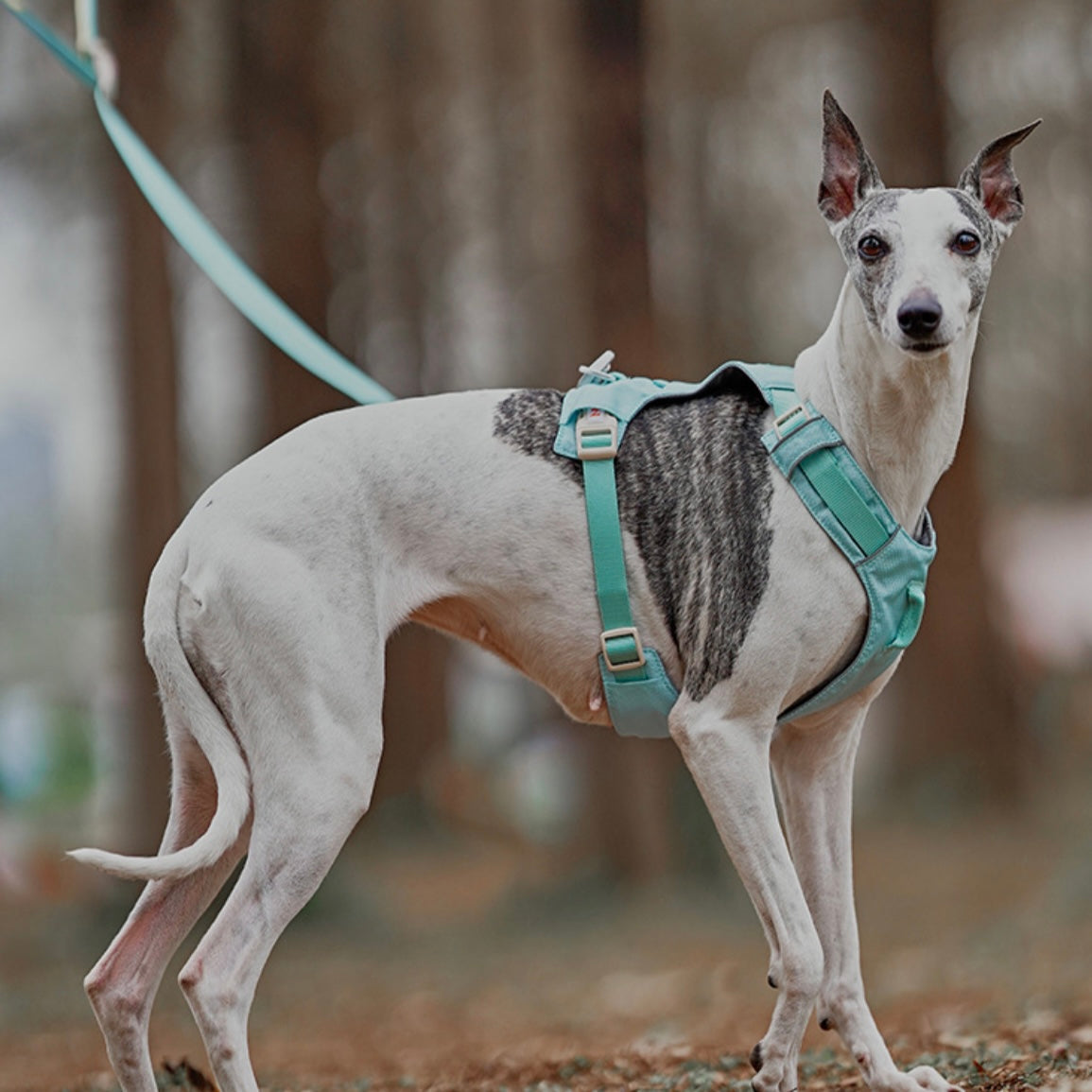 🐶 Zooland Lightweight Dog Harness & Leash Set