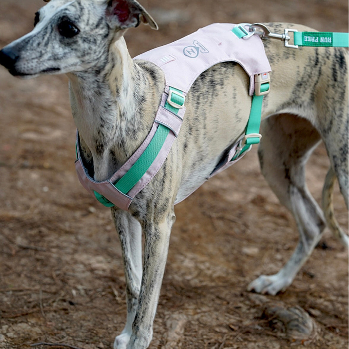 🐶 Zooland Lightweight Dog Harness & Leash Set