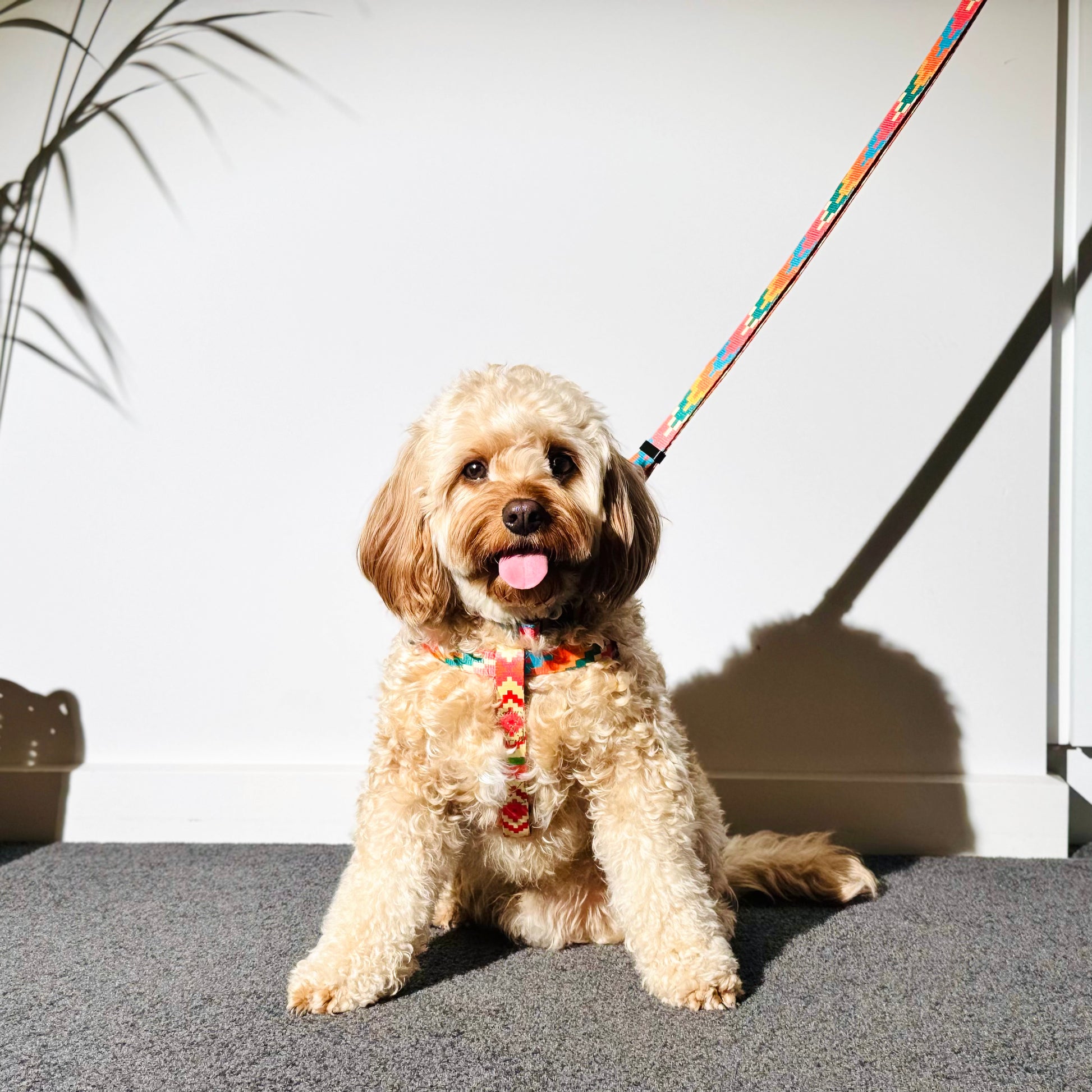 Dog sitting on a carpeted floor with a colorful leash, against a white wall.