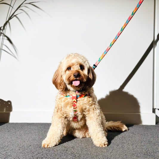 Dog sitting on a carpeted floor with a colorful leash, against a white wall.