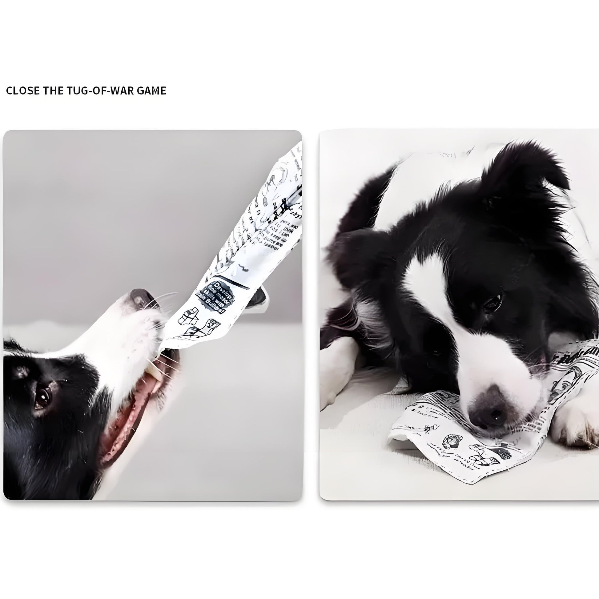 Paper Crinkle Dog Toy – Durable Squeaky Toy with Newspaper & Poker Card Design for Small to Medium Dogs - DD PET